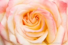 Ivory,_Pink_&_Yellow_Rose,_10.15.15