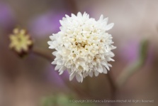 White,_High_Desert_Flower,_4.2.14