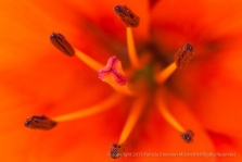 Orange Daylily, 6.8.15