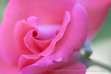 Jan's_Pink_Rose_on_Green,_7.27.15