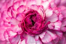 Pink_&_White_Ranunculus,_2.3.15