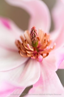 Pink Magnolia (I), 2.17.15