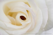 White_Rose,_(II),_10.19.15