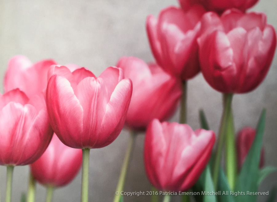 Printed_Card-_Bright_Pink_Tulips,_2.23.16