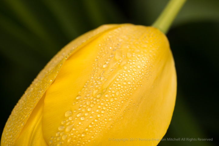 Reclining_Tulip_with_Water_Drops,_3.15.16.jpg