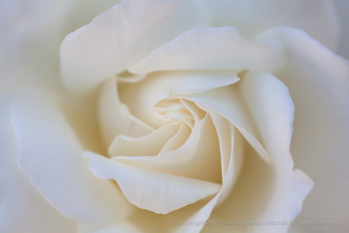 White_Rose,_9.15.15.jpg