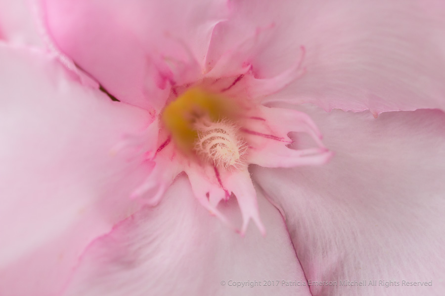 Pink_Oleander,_7.8.17.jpg