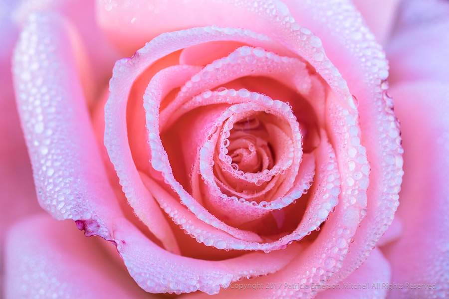 Pink_Rose_with_Dewdrops,_11.28.17.jpg