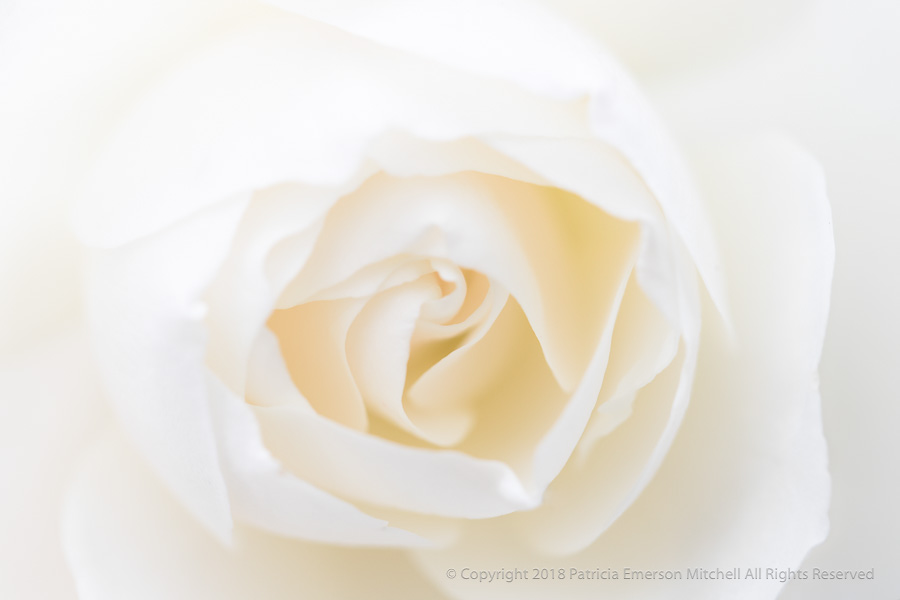 Soft_White_Rose,_1.2.18.jpg