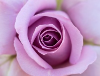 Lavender Rose, 5.10.18