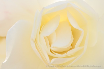 Backlit White Rose, 4.18.16