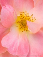 Blushing Rose, 5.8.17