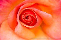 Colorific Rose (II), 6.12.17