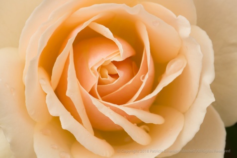 Edelweiss Rose (II), 11.17.17