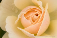 Edelweiss Rose, 11.17.17