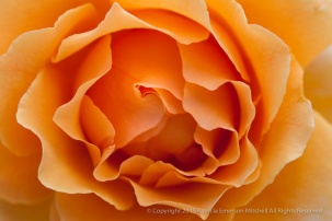 First_Shot-_Apricot_Rose,_7.16.15