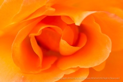 First Shot: Orange Rose, 10.24.16