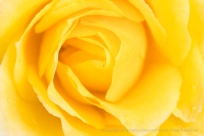 First Shot: Yellow Rose, 1.11.18