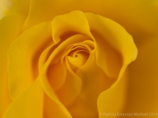Heritage_Rose_Garden-_Golden_Glow,_4.28.14