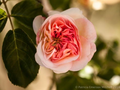 Heritage_Rose_Garden-_Old_Garden_Rose,_4.23.14