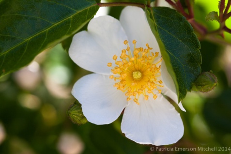 Heritage_Rose_Garden-_Polyantha_Grandiflora,_4.28.14