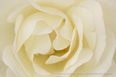 Ivory Rose, 4.12.16
