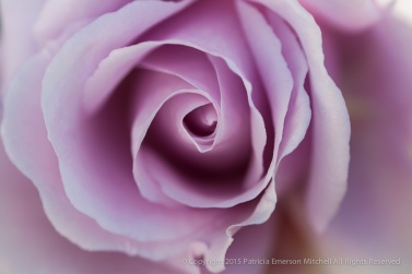 Lavender_Rose,_1.6.15