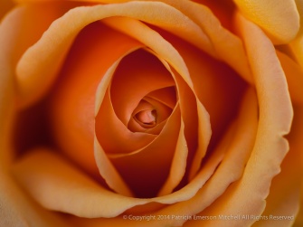 Orange_Rose,_10.15.14 copy