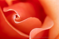 Orange Rose, 4.24.18