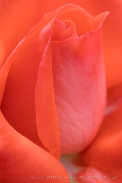 Orange Rose (II), 5.15.18