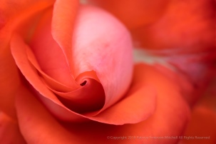 Orange Rose (I), 5.15.18