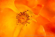 Orange_&_Yellow_Rose,_11.4.14