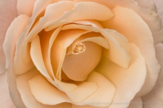 Pale Apricot Rose, 12.13.16