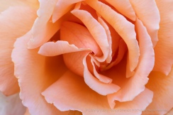 Pale Orange Rose, 5.25.18