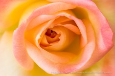 Pastel Rose, 5.2.16