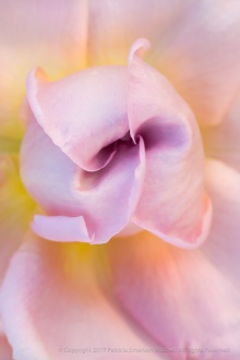 Pastel Rose, 5.4.17