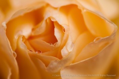 Peach_Rose_With_Raindrops,_12.17.14