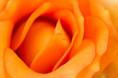 Persian Peach Rose, 4.17.17