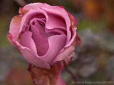 Pink_Aging_Rose,_1.5.13