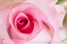 Pink_Birthday_Rose_(I),_11.20.15