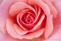 Pink_Rose_(I),_10.15.15
