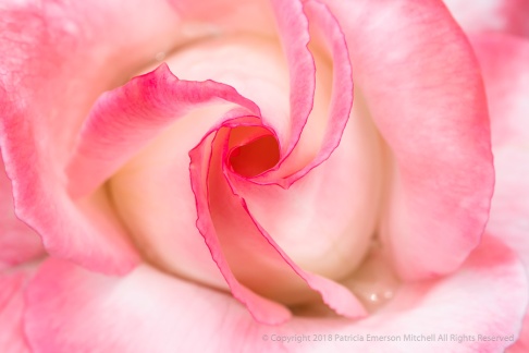 Pink & White Rose (I), 4.18.18