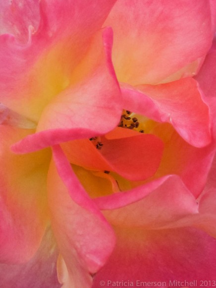 Pink_&_Yellow_Rose-_January_11,_2012