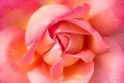 Pink & Yellow Rose, 5.10.17
