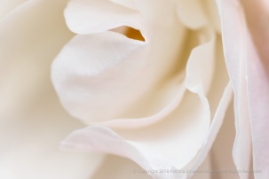 Soft Rose Petals, 1.4.18
