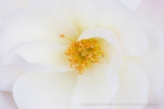 White Petals, Yellow Pistil & Stamen, 1.24.18