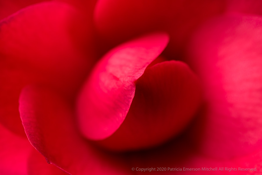 Close up image of a red camellia.