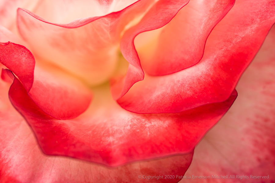 Coretta Scott King rose petals